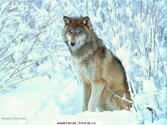 renee 17:lupul argintiu animalul lui zakuro